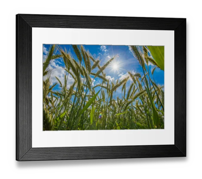 Framed Print : Barley (Hordeum vulgare) crop, ripening seedheads in field with sun shining, Cambridgeshire, England, June Framed Print : Barley (Hordeum vulgare) crop, ripening seedheads in field with sun shining, Cambridgeshire, England, June