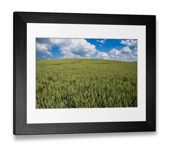 Framed Print : Wheat (Triticum aestivum) crop, unripe seedheads in field, Lincolnshire, England, June Framed Print : Wheat (Triticum aestivum) crop, unripe seedheads in field, Lincolnshire, England, June