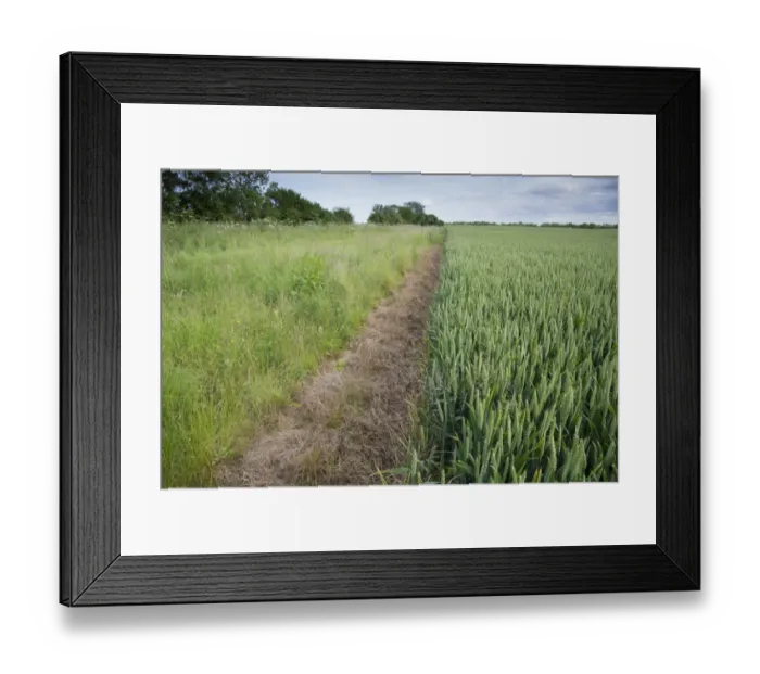Framed Print : Wheat (Triticum aestivum) crop, unripe seedheads growing in field with sterile strip