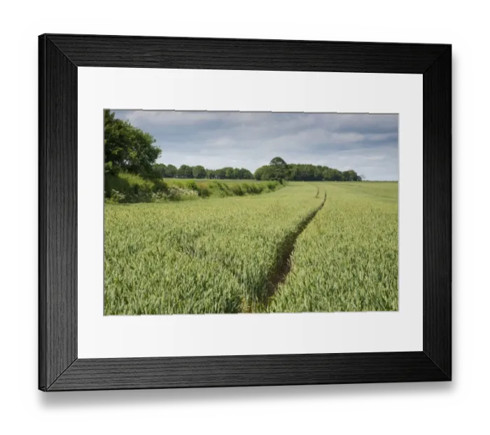 Framed Print : Wheat (Triticum aestivum) crop, unripe seedheads growing in field with planted copse and hedgerow, Driffield Framed Print : Wheat (Triticum aestivum) crop, unripe seedheads growing in field with planted copse and hedgerow, Driffield