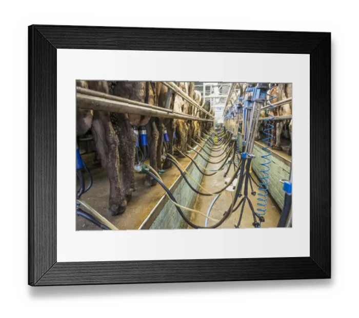 Framed Print : Dairy farming, cows being milked in milking parlour, Shropshire, England, April Framed Print : Dairy farming, cows being milked in milking parlour, Shropshire, England, April