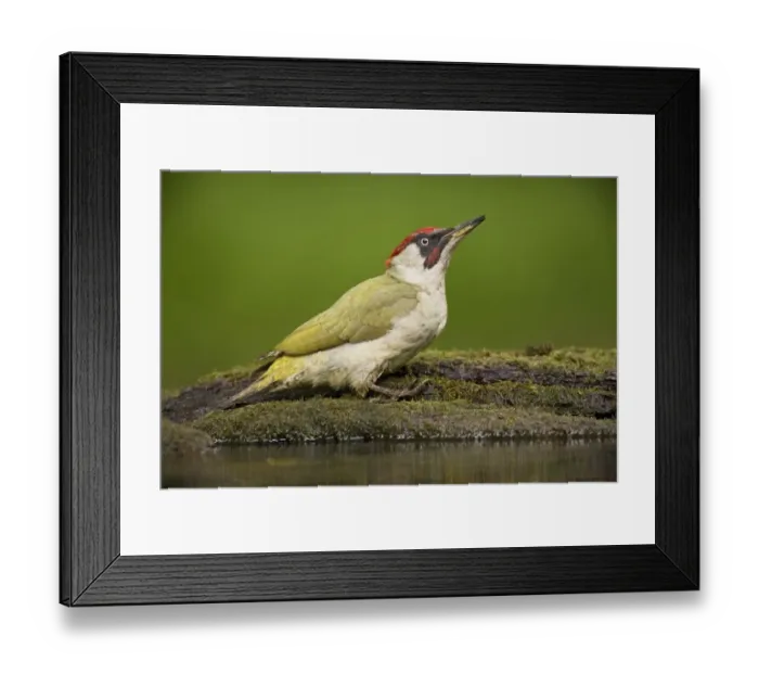 Framed Print : European Green Woodpecker (Picus viridis) adult male, standing at pool in woodland, Debrecen, Hungary, April Framed Print : European Green Woodpecker (Picus viridis) adult male, standing at pool in woodland, Debrecen, Hungary, April