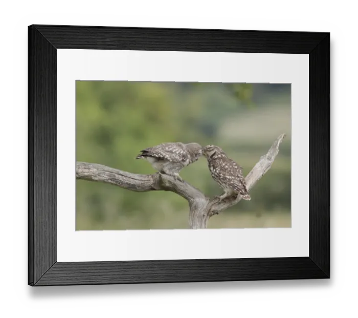 Framed Print : Little Owl (Athene noctua) adult feeding grub to juvenile, perched on dead branch in farmland, West Yorkshire, England Framed Print : Little Owl (Athene noctua) adult feeding grub to juvenile, perched on dead branch in farmland, West Yorkshire, England