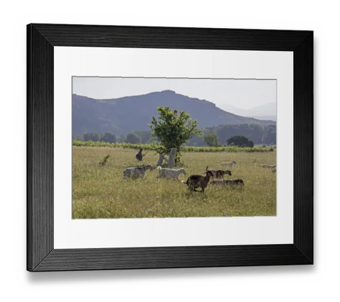 Framed Print : Shepherd with flock of goats, one eating leaves off a tree. - Bulgaria Framed Print : Shepherd with flock of goats, one eating leaves off a tree. - Bulgaria