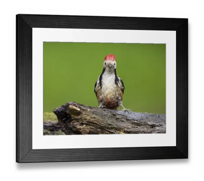 Framed Print : Middle Spotted Woodpecker (Dendrocopos medius) adult, standing on log at pool in woodland, Debrecen, Hungary, April Framed Print : Middle Spotted Woodpecker (Dendrocopos medius) adult, standing on log at pool in woodland, Debrecen, Hungary, April
