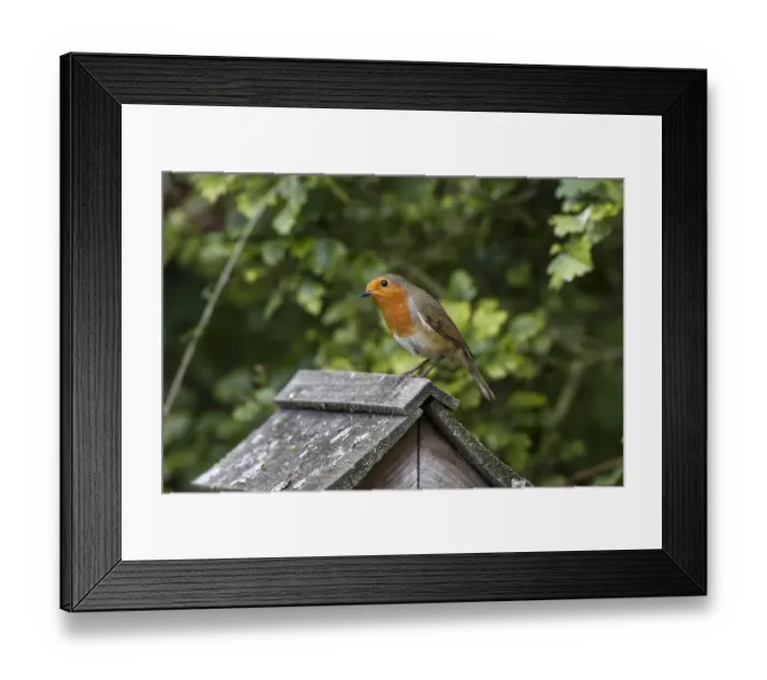 Framed Print : Robin on bird table roof Framed Print : Robin on bird table roof