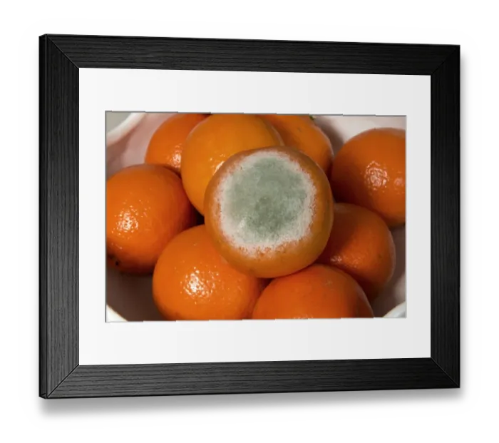 Framed Print : Fruit rot, Penicillium digitatum, development on supermarket netted clementine, Citrus, fruits Framed Print : Fruit rot, Penicillium digitatum, development on supermarket netted clementine, Citrus, fruits