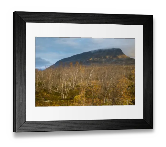 Framed Print : View of Silver Birch (Betula pendula) forest, with leaves in autumn colour, with summit of Saana Fell in background