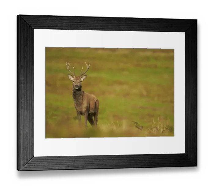 Framed Print : Red Deer (Cervus elaphus) stag, standing on grass, Leicestershire, England, October Framed Print : Red Deer (Cervus elaphus) stag, standing on grass, Leicestershire, England, October
