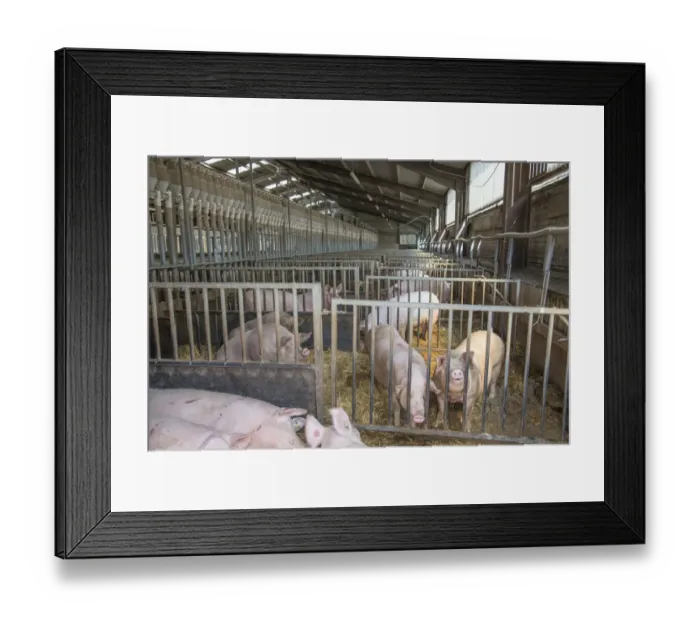 Framed Print : Pig farming, sows in dry sow house, on straw in indoor unit, Driffield, East Yorkshire, England, June