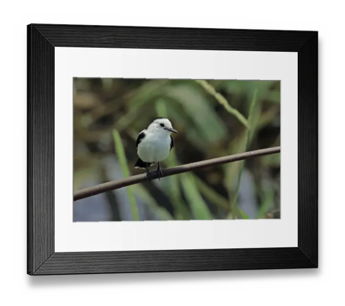 Framed Print : Pied Water-tyrant (Fluvicola pica) adult, perched on stem, Trinidad, Trinidad and Tobago, March Framed Print : Pied Water-tyrant (Fluvicola pica) adult, perched on stem, Trinidad, Trinidad and Tobago, March