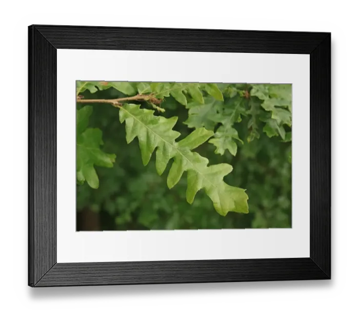 Framed Print : Turkey Oak (Quercus cerris) close-up of leaves, growing in woodland, Vicarage Plantation, Mendlesham, Suffolk, England