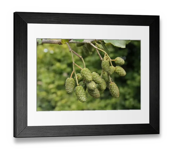 Framed Print : Common Alder (Alnus glutinosa) close-up of cones, growing in hedgerow beside ditch, Mendlesham, Suffolk, England Framed Print : Common Alder (Alnus glutinosa) close-up of cones, growing in hedgerow beside ditch, Mendlesham, Suffolk, England