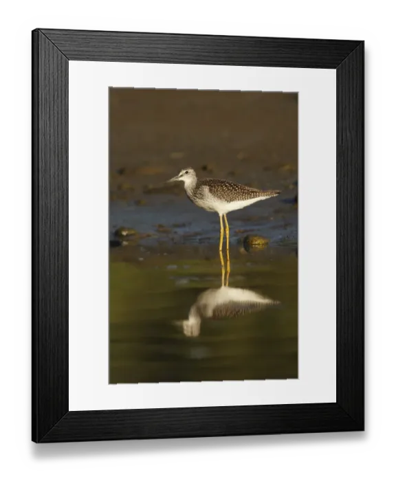 Framed Print : Greater Yellowlegs (Tringa melanoleuca) immature, standing in shallow water on estuary at edge of temperate coastal Framed Print : Greater Yellowlegs (Tringa melanoleuca) immature, standing in shallow water on estuary at edge of temperate coastal