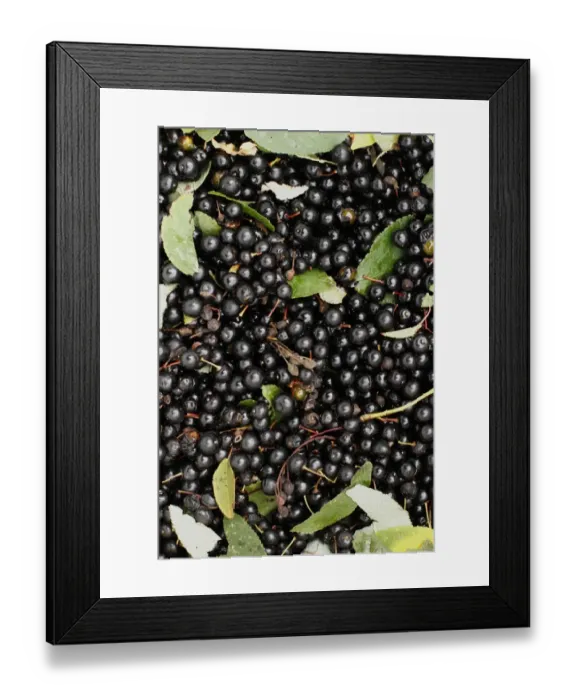 Framed Print : Bird Cherry (Prunus padus) fruit, collected for native tree nursery and forest habitat expansion Framed Print : Bird Cherry (Prunus padus) fruit, collected for native tree nursery and forest habitat expansion