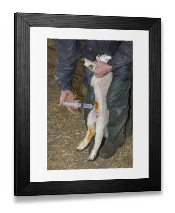 Framed Print : Sheep farming, farmer injecting glucose solution into stomach of comatose lamb, Preston, Lancashire, England, April Framed Print : Sheep farming, farmer injecting glucose solution into stomach of comatose lamb, Preston, Lancashire, England, April