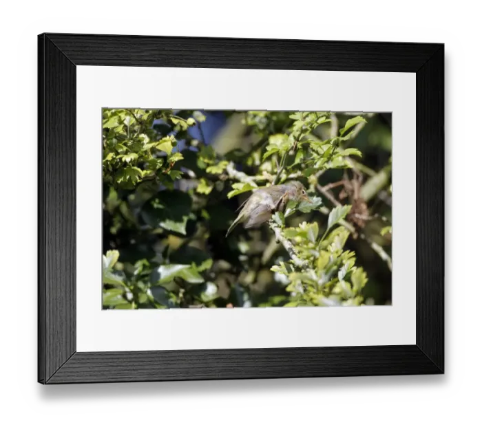 Framed Print : Chiffchaff preening