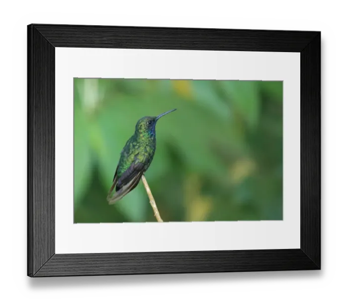 Framed Print : White-tailed Sabrewing (Campylopterus ensipennis) adult, perched on stem, Tobago, Trinidad and Tobago, April Framed Print : White-tailed Sabrewing (Campylopterus ensipennis) adult, perched on stem, Tobago, Trinidad and Tobago, April