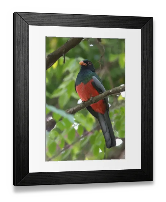 Framed Print : Slaty-tailed Trogon (Trogon massena) adult male, perched on branch, near Sarapiqui River, Costa Rica, February Framed Print : Slaty-tailed Trogon (Trogon massena) adult male, perched on branch, near Sarapiqui River, Costa Rica, February