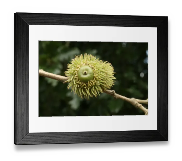 Framed Print : Turkey Oak (Quercus cerris) close-up of acorn, growing in woodland, Vicarage Plantation, Mendlesham, Suffolk, England Framed Print : Turkey Oak (Quercus cerris) close-up of acorn, growing in woodland, Vicarage Plantation, Mendlesham, Suffolk, England