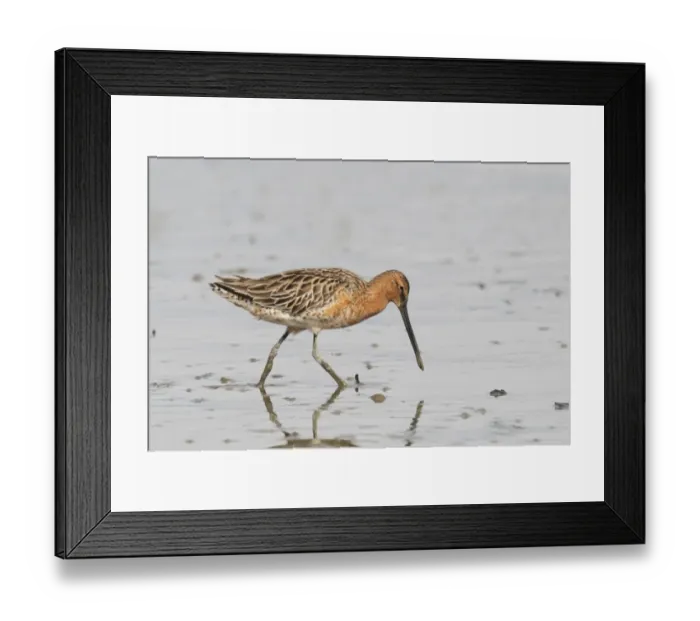 Framed Print : Asian Dowitcher (Limnodromus semipalmatus) adult, partial breeding plumage, feeding on mudflats Framed Print : Asian Dowitcher (Limnodromus semipalmatus) adult, partial breeding plumage, feeding on mudflats