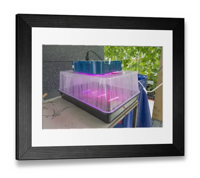 Framed Print : Plastic propagator using LED lights, Todmorden, West Yorkshire, England, April Framed Print : Plastic propagator using LED lights, Todmorden, West Yorkshire, England, April
