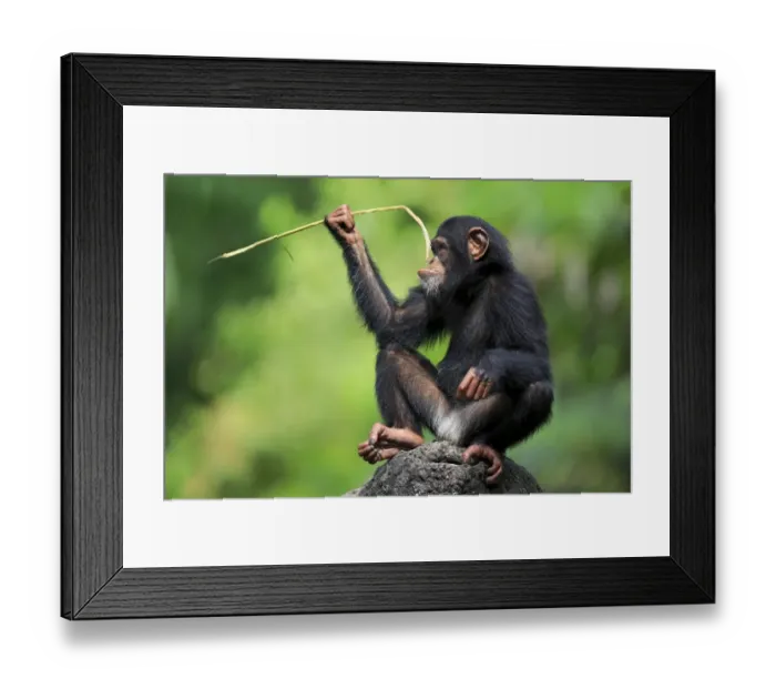 Framed Print : Central Chimpanzee (Pan troglodytes troglodytes) young, drinking, using stem as tool to soak up water from hole in rock