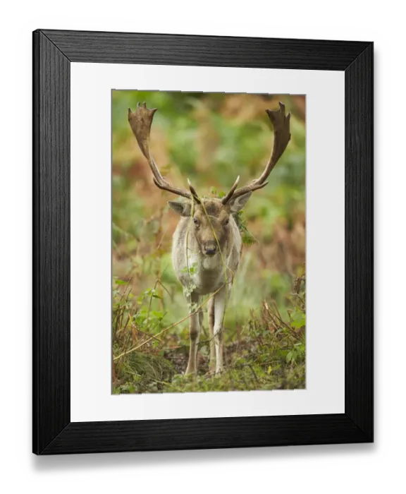 Framed Print : Fallow Deer (Dama dama) mature buck, with antlers covered in bracken and nettles for display during rut Framed Print : Fallow Deer (Dama dama) mature buck, with antlers covered in bracken and nettles for display during rut