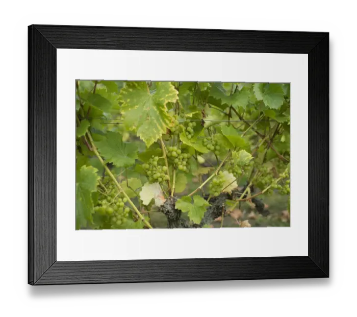 Framed Print : Grape (Vitis vinifera) Phoenix, fruit on vines in vineyard, Herefordshire, England, September Framed Print : Grape (Vitis vinifera) Phoenix, fruit on vines in vineyard, Herefordshire, England, September
