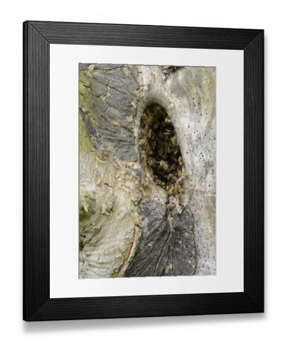 Framed Print : Western Honey Bee (Apis mellifera) swarm, at nest in hole of Sycamore (Acer pseudoplatanus) trunk Framed Print : Western Honey Bee (Apis mellifera) swarm, at nest in hole of Sycamore (Acer pseudoplatanus) trunk