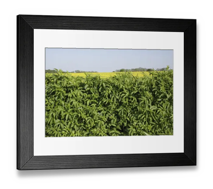 Framed Print : Elder (Sambucus nigra) growing in hedgerow at roadside, beside Oilseed Rape (Brassica napus) field, Thorner Framed Print : Elder (Sambucus nigra) growing in hedgerow at roadside, beside Oilseed Rape (Brassica napus) field, Thorner