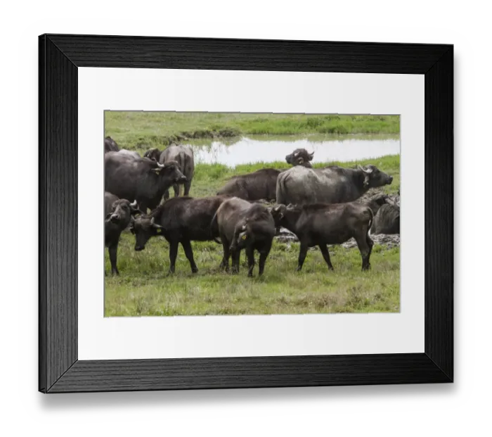 Framed Print : Domestic water buffalo herd at Lake Kerkini Northern Greece Framed Print : Domestic water buffalo herd at Lake Kerkini Northern Greece