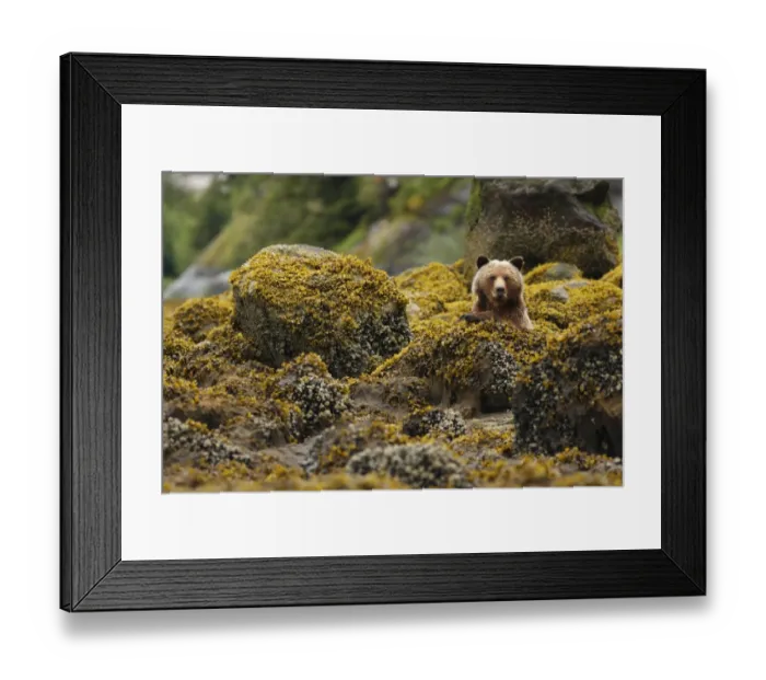 Framed Print : Grizzly Bear (Ursus arctos horribilis) adult, sitting amongst shoreline rocks in temperate coastal rainforest Framed Print : Grizzly Bear (Ursus arctos horribilis) adult, sitting amongst shoreline rocks in temperate coastal rainforest