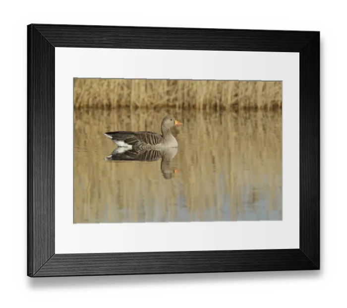 Framed Print : Greylag Goose (Anser anser) adult, swimming, with reflections of reedbed, St