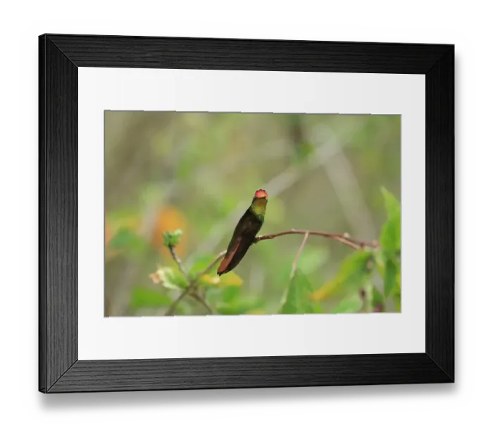 Framed Print : Ruby-topaz Hummingbird (Chrysolampis mosquitus) adult male, perched on twig, Trinidad and Tobago, March Framed Print : Ruby-topaz Hummingbird (Chrysolampis mosquitus) adult male, perched on twig, Trinidad and Tobago, March