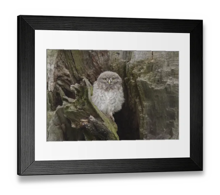 Framed Print : Little Owl (Athene noctua) juvenile, perched beside nest cavity on tree in farmland, West Yorkshire, England, June