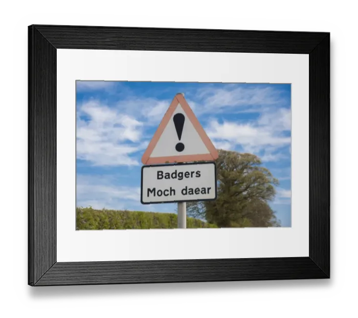 Framed Print : Eurasian Badger (Meles meles) crossing bilingual warning sign on roadside verge, Denbighshire, Wales, April Framed Print : Eurasian Badger (Meles meles) crossing bilingual warning sign on roadside verge, Denbighshire, Wales, April
