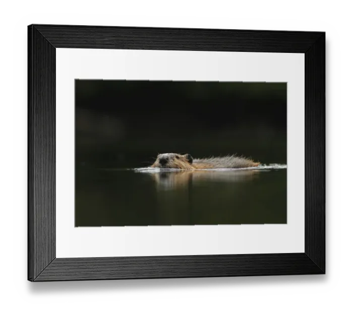 Framed Print : American Beaver (Castor canadensis) adult, swimming, in temperate coastal rainforest, Coast Mountains Framed Print : American Beaver (Castor canadensis) adult, swimming, in temperate coastal rainforest, Coast Mountains