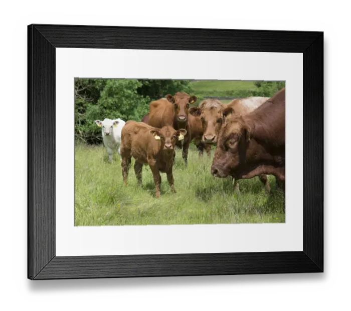 Framed Print : Domestic Cattle, Luing bull, cows and calves, standing in pasture, Windermere, Lake District N. P Framed Print : Domestic Cattle, Luing bull, cows and calves, standing in pasture, Windermere, Lake District N. P