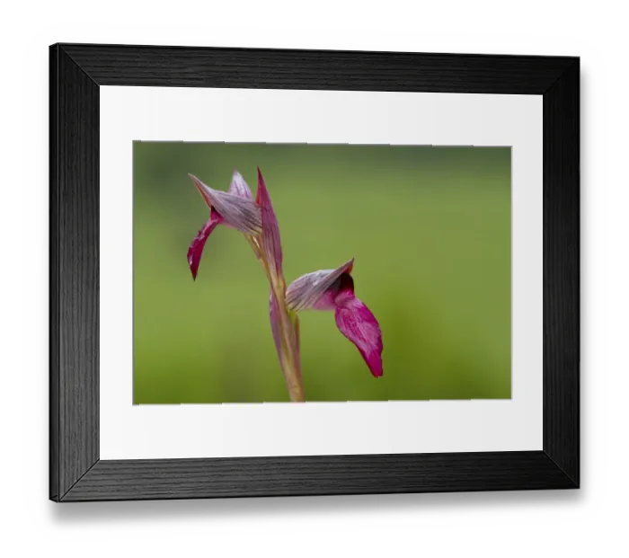 Framed Print : Tongue Orchid (Serapias lingua) close-up of flowers, Col de Calzan, Ariege Pyrenees, Midi-Pyrenees, France, May Framed Print : Tongue Orchid (Serapias lingua) close-up of flowers, Col de Calzan, Ariege Pyrenees, Midi-Pyrenees, France, May