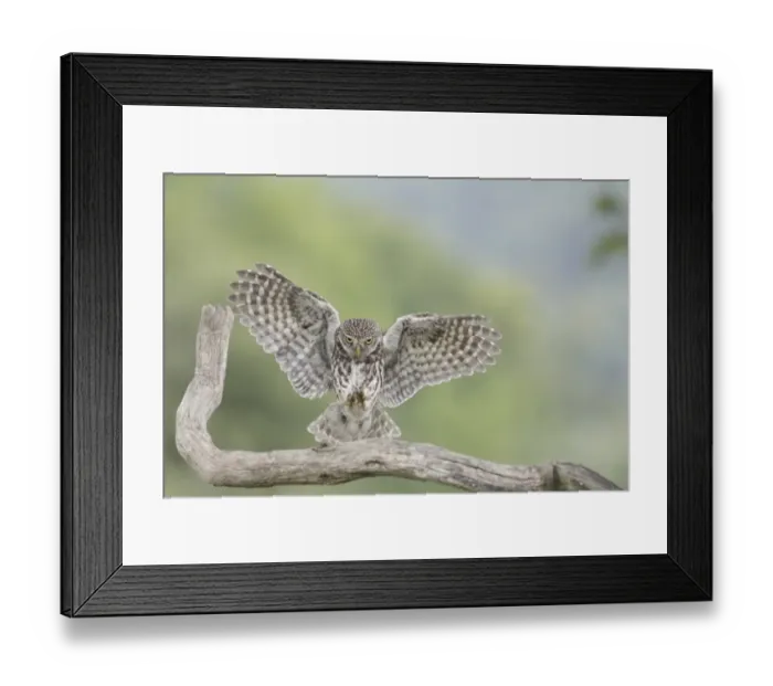 Framed Print : Little Owl (Athene noctua) adult, in flight, landing on dead branch in farmland, West Yorkshire, England, June Framed Print : Little Owl (Athene noctua) adult, in flight, landing on dead branch in farmland, West Yorkshire, England, June