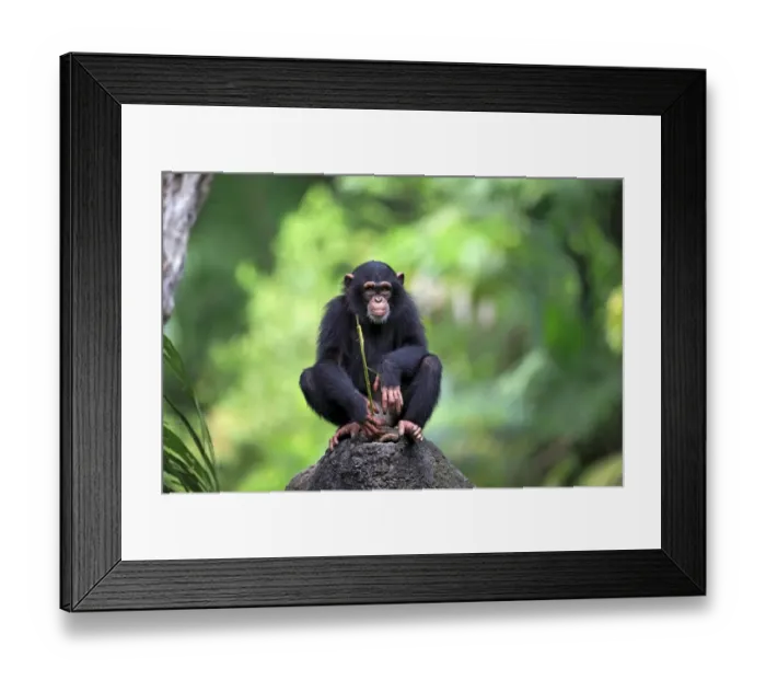 Framed Print : Central Chimpanzee (Pan troglodytes troglodytes) young, drinking, using stem as tool to soak up water from hole in rock Framed Print : Central Chimpanzee (Pan troglodytes troglodytes) young, drinking, using stem as tool to soak up water from hole in rock