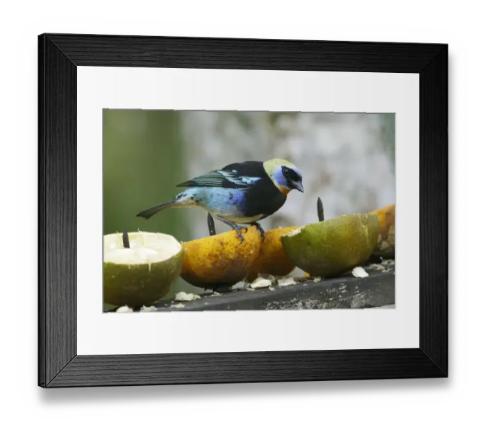 Framed Print : Golden-hooded Tanager (Tangara larvata) adult, perched on fruit at feeding station, Cano Negro, Costa Rica, March Framed Print : Golden-hooded Tanager (Tangara larvata) adult, perched on fruit at feeding station, Cano Negro, Costa Rica, March
