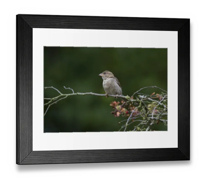 Framed Print : Female House Sparrow (Passer domesticus) Framed Print : Female House Sparrow (Passer domesticus)