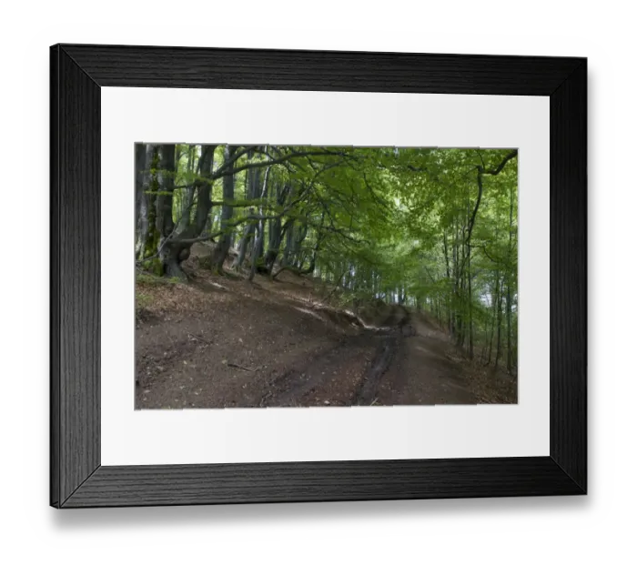 Framed Print : Common Beech forest at Bogdan National Park Bulgaria Framed Print : Common Beech forest at Bogdan National Park Bulgaria