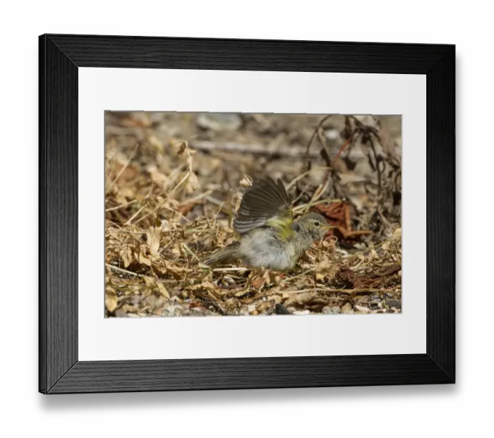 Framed Print : Chiffchaff (Phylloscopus collybita) sun bathing Framed Print : Chiffchaff (Phylloscopus collybita) sun bathing