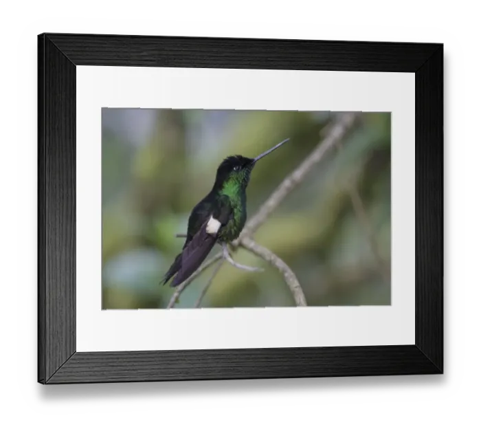 Framed Print : Buff-winged Starfrontlet (Coeligena lutetiae) adult male, perched on twig, Antisana, Andes, Napo Province, Ecuador Framed Print : Buff-winged Starfrontlet (Coeligena lutetiae) adult male, perched on twig, Antisana, Andes, Napo Province, Ecuador