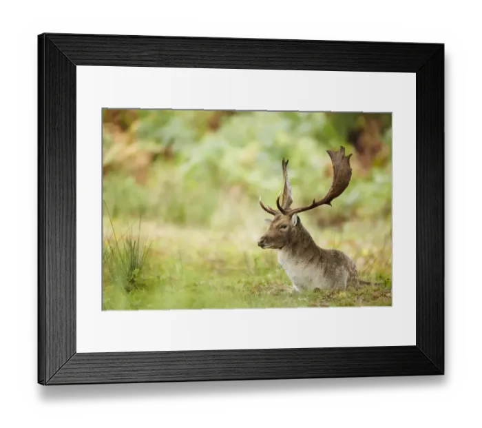Framed Print : Fallow Deer (Dama dama) mature buck, resting during rut, Leicestershire, England, October Framed Print : Fallow Deer (Dama dama) mature buck, resting during rut, Leicestershire, England, October