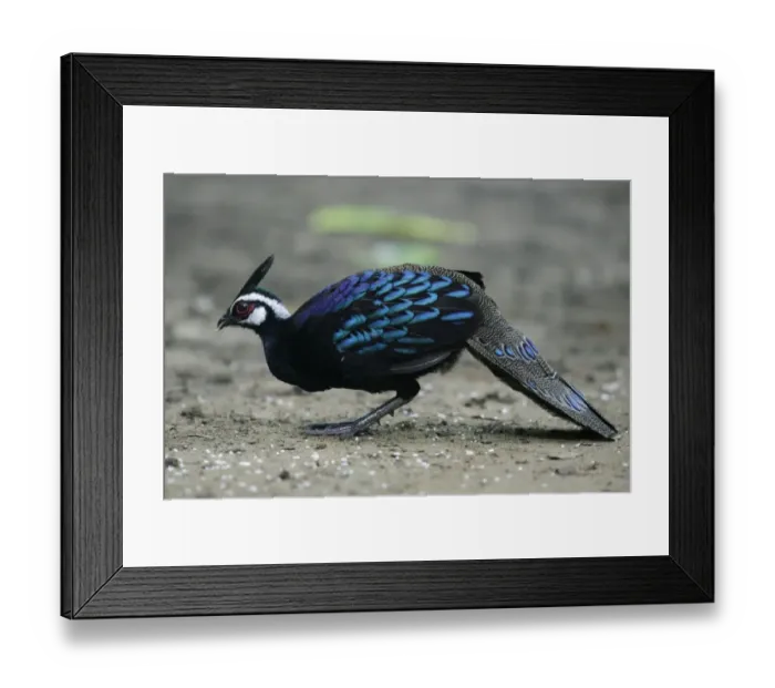 Framed Print : Palawan Peacock-pheasant (Polyplectron napoleonis) adult male, feeding on rice grains Framed Print : Palawan Peacock-pheasant (Polyplectron napoleonis) adult male, feeding on rice grains