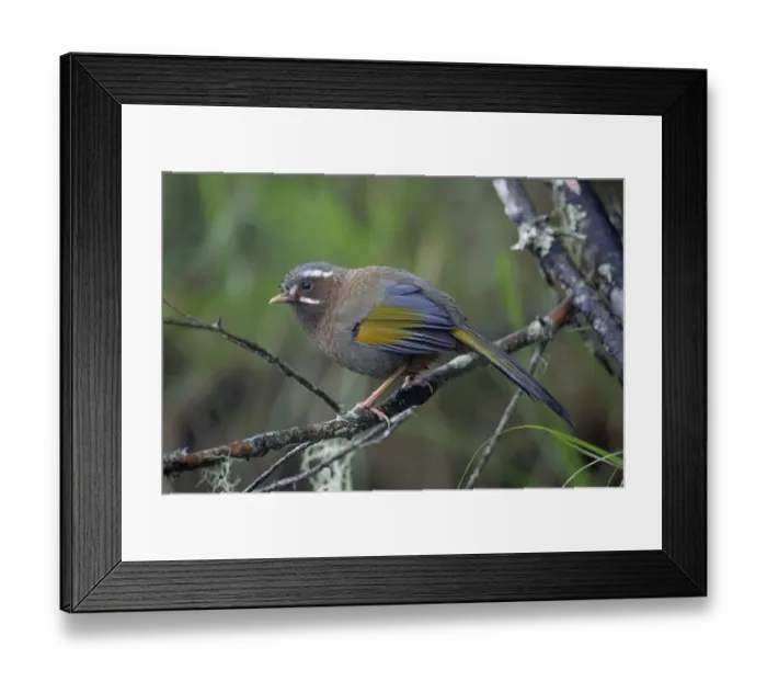 Framed Print : White-whiskered Laughingthrush (Trochalopteron morrisonianum) adult, perched on twig, Anmashan, Central Taiwan, May Framed Print : White-whiskered Laughingthrush (Trochalopteron morrisonianum) adult, perched on twig, Anmashan, Central Taiwan, May